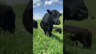 Black Angus bull