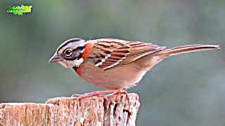 TODA A BELEZA DO TICO TICO SOLTO NA NATUREZA (Zonotrichia capensis)