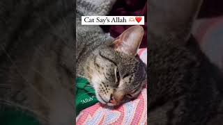 ALLAH☝️❤️#allah#allahu#shorts#viral#cat