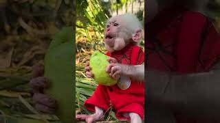 Bibi picks guava for Lala to eat