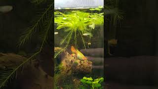 Endler nano fish vs guppy koi female