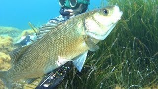 Pesca sub   :   ✴ "Artigli e pioggia".   (Sud Sardegna)