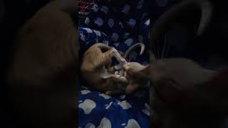 Play Time #cats #cat #catvideos #catlover #shorts #short #viral #youtubeshorts #youtube #trend #like