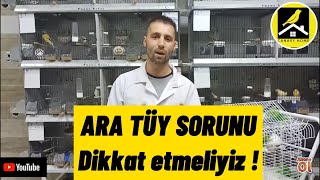 Kanaryamıza Ceza verdik !Kanaryalar Ara tüye neden girer ? Ara tüy sebepleri ve çözümleri.