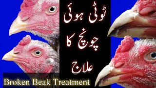 Broken Beak Treatment | Toti hoi chonch ka ilaj