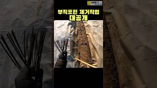 마늘밭 부직포 핀제거 꿀팁. 허리아픈 농부님들께 이 영상을 바칩니다