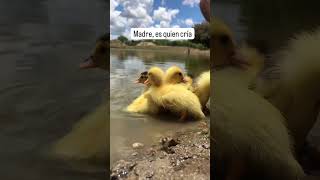 madre es quien cria. #viral #viralvideo #shortvideo #shortsviral #shorts