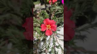 ✅ Portulaca 🌸🌱🪴#plants #garden ##nature #viralvideo