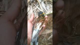 viral shorts of rescuing a injured myna bird 🕊️#shorts #birds