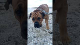 Big Boerboel Missing MOLLY Heartbreaking 😢#boerboel #trending #doglover