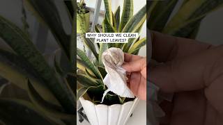 Why should you clean your plant leaves? Details in description #snakeplant #plants #greengoatales