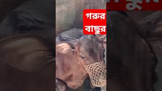 গরুর বাছুর Gorur Bachur Cow Baby #cow #cowvideos #cowlover #cowfarm #গরু #গরুর_ফার্ম #ফার্ম #farm