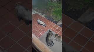 opossum eating the cat's food right in front of them