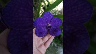 #Shorts #Vanda sem id, na minha cor preferida. #Orquídeas #Violeta #Purple #Lilás #Orchis #Orchids