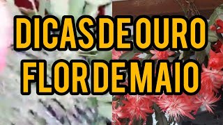 O que fazer quando sua Flor de Maio está murchando?