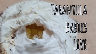 LIVECAM - Tarantula babies - Chilobrachys huahini