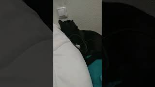 какой черныш грызёт зарядник like a black cat chewing on a charger