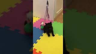 Cute Kitten Learns How to Hunt