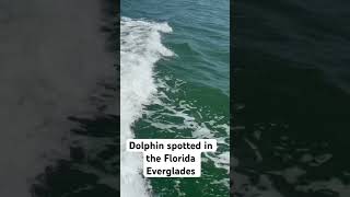 Dolphin in the Everglades