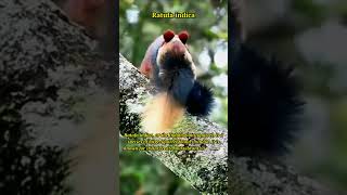 Indian Giant Squirrel: Nature's Vibrant Marvel