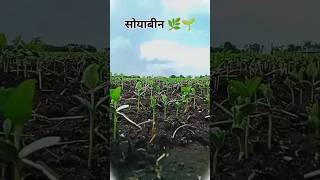 खेतो में लहराती हुए सोयाबीन की फसल| जय जवान जय किसान| 🌿🌱 ❤️🚜 #shorts #youtubeshorts