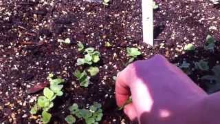 Thinning vegetable seedlings, pinching out bok choy flowers