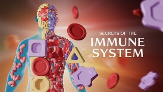 Secrets of the Immune System: How It Protects You   🌞