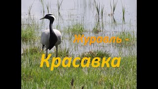 Журавль - красавка. Птицы Сибири