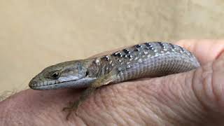 Alligator Lizard , San Luis Obispo, June 1, 2020