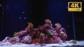 4K Aquarium Relaxation | No Music, Just Water Sounds for Deep Sleep & Meditation (12 Hours)