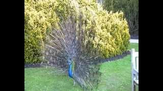 Male Indian Peacock (Peafowl) Plumage Display - mating display -  eye-spotted tail