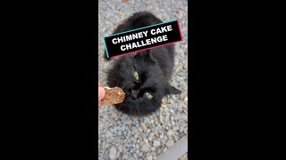 Priceless green eyed cat reaction to cake | Chimney Cake Challenge 🍰 | #shorts #nosugar