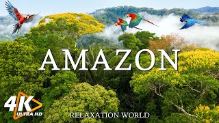 Amazon Wildlife In 4K - Animals That Call The Jungle Home | Amazon Rainforest | Relaxation Film