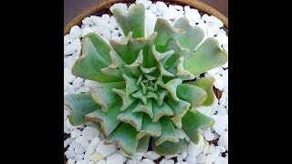 SUCULENTA ECHEVERIA INVERTIDA