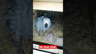 African gray parrot 🦜  Ma Sha Allah