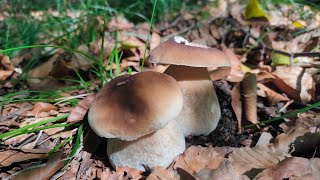 Steinpilze im Überfluss Anfang September!!!