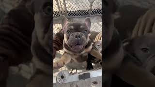 Micro bully #viral #cutedog #microbullies #puppies #puppylife #trending #dog #bulldog #bully #puppy