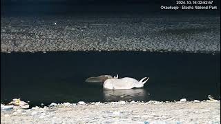 Rhinos, Pincer mom and calf taking a soak