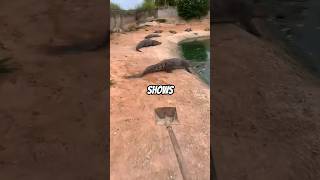 Guy run through the Alligators with his Shovel