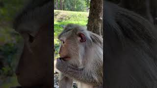 Funny monkey on clip each , Enjoy  73