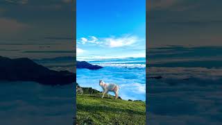 Green meadows beauty🌲🌿#naturephotography #nature #naturelovers #viral #vibes #view #kashmir #glacier