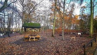 Wildpark Güstrow 17.11.2024