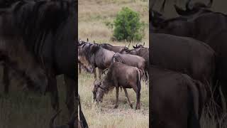 Great Wildebeest Migration