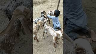 Beautiful and cute goats baby are playing with cute boy #qurbanicollection  #breed #foryou #viral