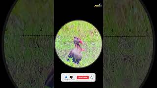 Two Ducks on Single Shot with Airgun