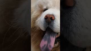 EXPECTATIVA DE VIDA - CHOW CHOW #shorts #short #curiosidades