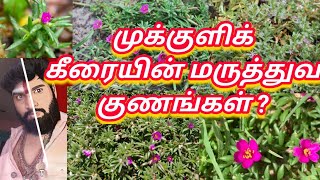 முக்குளிக் கீரையின் மருத்துவ குணங்கள் ? ஓம் நமசிவாய போற்றி போற்றி ஓம் வளை அம்மா போற்றி போற்றி...