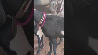 #viralvideo #mewatibakra #trending #totapurigoat #sirohigoat #beetalgoats #gujrigoat #mewatibakri