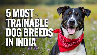 Most Trainable Dog Breeds in India 2024: Top Picks for Easy Training