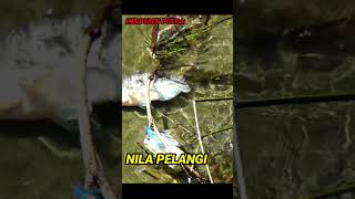 Alhamdulillah Strike Ikan Nila BABON #short #ketapelikan #slingshot